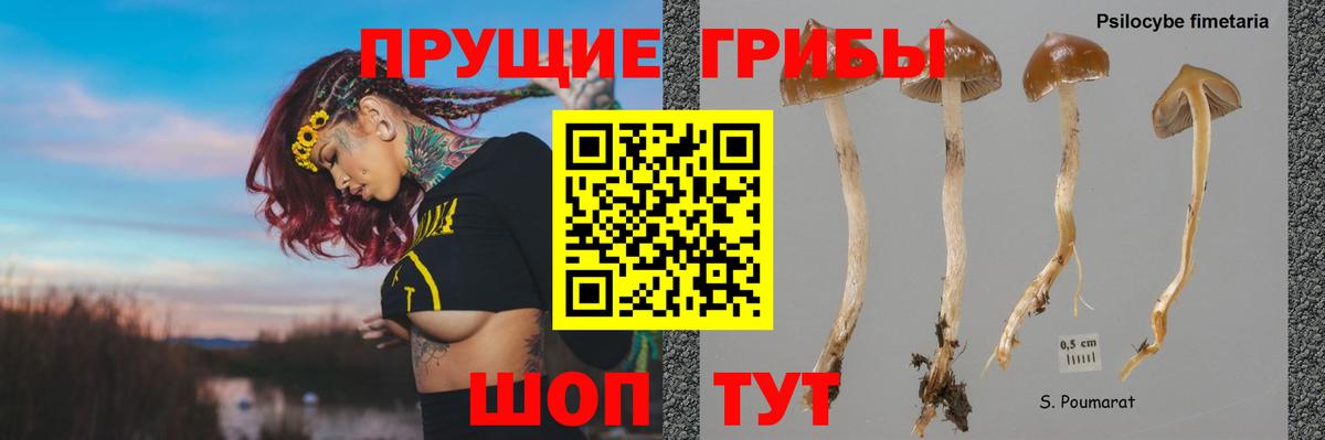 Красный Сулин  Псилоцибиновые грибы GOLDEN TEACHER  Вход с VPN  Псилоцибиновые грибы Cubensis 